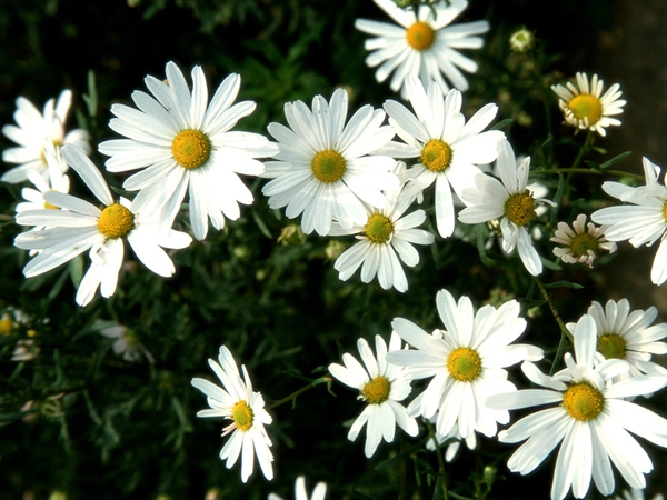 每日花语每天一句,每日花语十二月