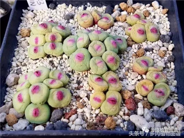 肉锥蜕皮要关注什么,蜕皮期的肉锥怎么服盆