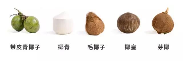 喝过椰汁的你有没有吃过椰宝,喝过椰奶能吃榴莲么