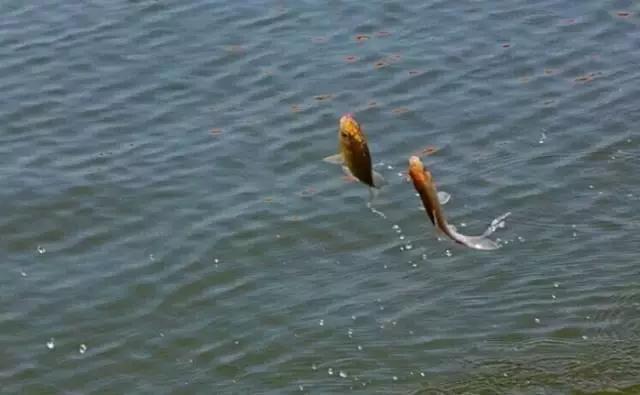 新手怎么简单开拉饵视频教程,最简单的快速的开饵方法