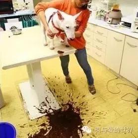 对狗狗最有害的水果,对狗致命的10种花