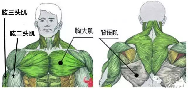 宁泽涛身材比例,宁泽涛身材照片