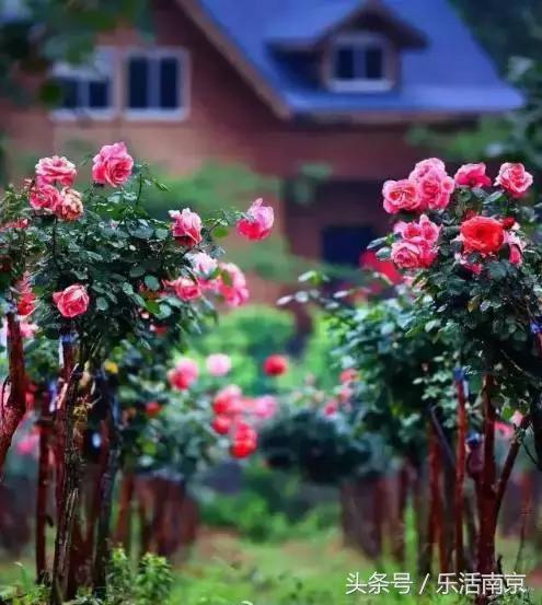 南京是一座很美的城市,南京最让人震撼的城市