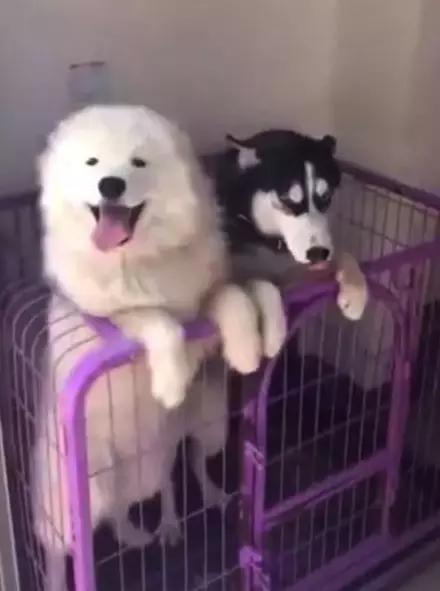 主人回家萨摩耶跑过来,萨摩耶与哈士奇争宠