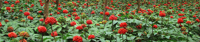 临床——为什么三七可以治疗冠心病