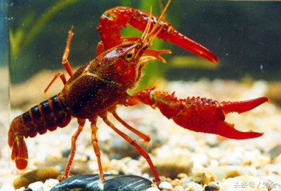 小龙虾养殖技术方法及关注事项,湖北养殖小龙虾有利的自然条件