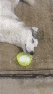 主人回家萨摩耶跑过来,萨摩耶与哈士奇争宠