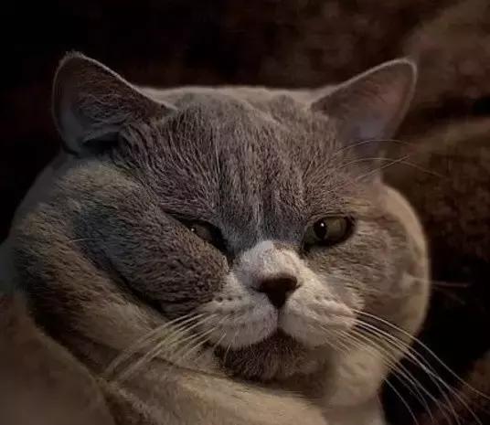 主人回家萨摩耶跑过来,萨摩耶与哈士奇争宠