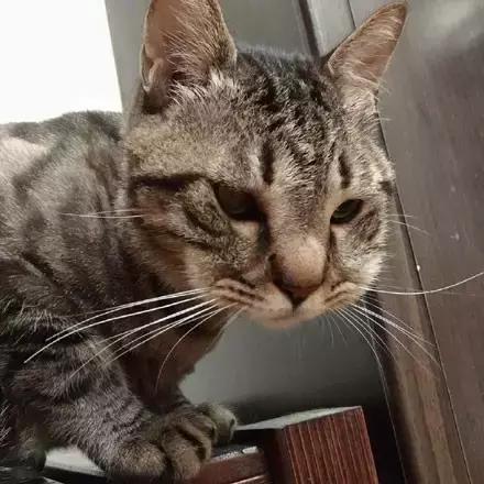 主人回家萨摩耶跑过来,萨摩耶与哈士奇争宠