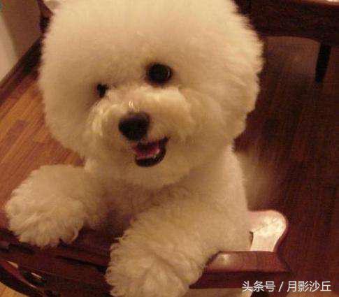 如何训练比熊做拜年动作,比熊幼犬训练小视频