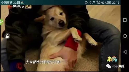 萧敬腾领养狗狗,萧敬腾领养孩子