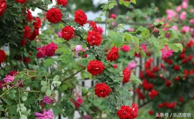 南京是一座很美的城市,南京最让人震撼的城市