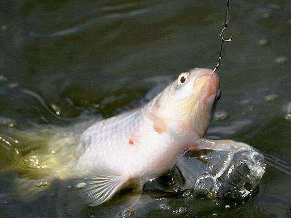 四海钓鱼饵料大讲堂,小河钓鱼为什么不吃饵料