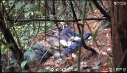 去野外采蘑菇意外发现巨毒蘑菇,采蘑菇发现毒蘑菇