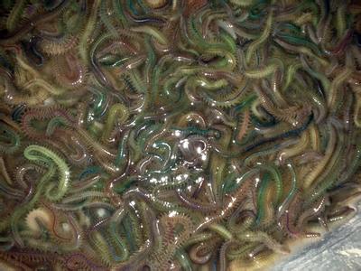 只有广东人才吃过的东西,只有广东人吃过的美食椰子鸡