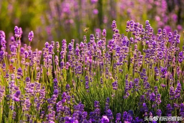 南京是一座很美的城市,南京最让人震撼的城市