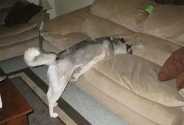 主人回家萨摩耶跑过来,萨摩耶与哈士奇争宠