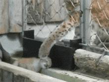 主人回家萨摩耶跑过来,萨摩耶与哈士奇争宠