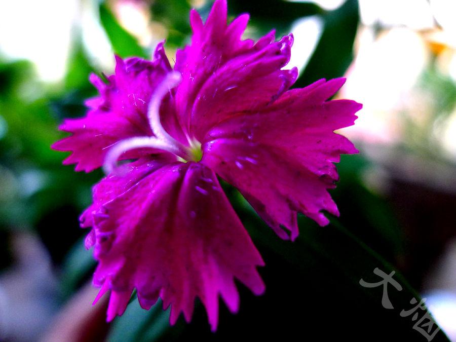 母亲节康乃馨图画,母亲节康乃馨花艺作品图集