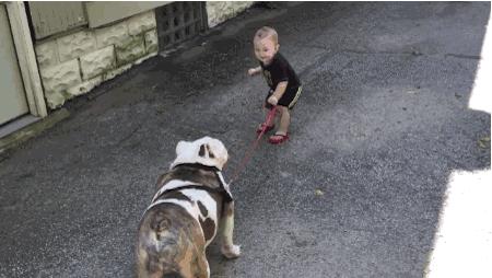 狗狗出门疯跑怎么办,狗狗出门乱窜怎样纠正