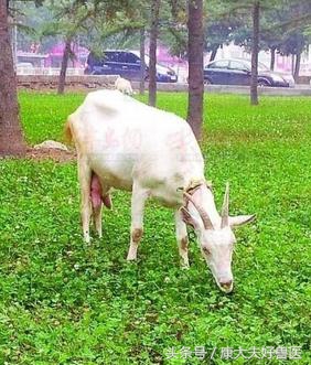 羊水肿打什么药好,羊水肿怎么治疗最快