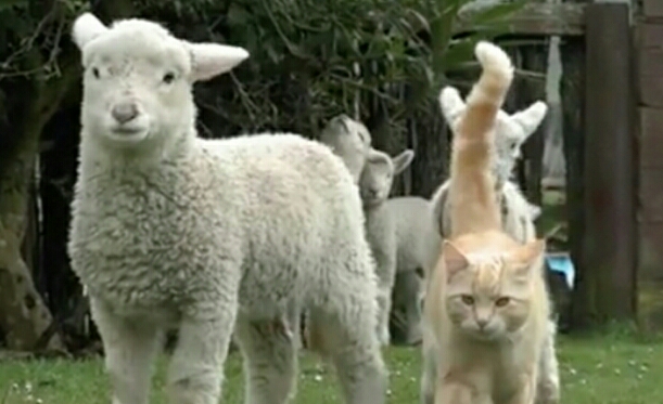 猫咪流浪时亲人收养后性情大变,猫咪认识很久了还打架