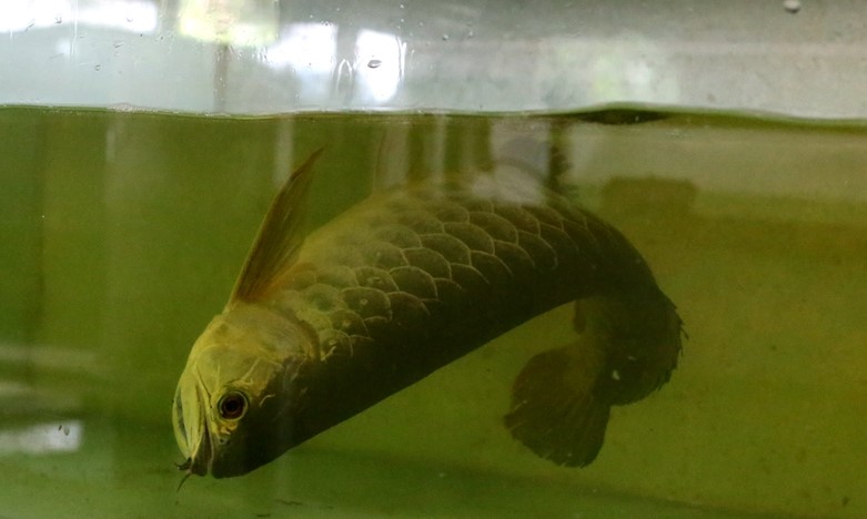 养了一年的金龙鱼怕人怎么办,养了七八年金龙鱼突然死了