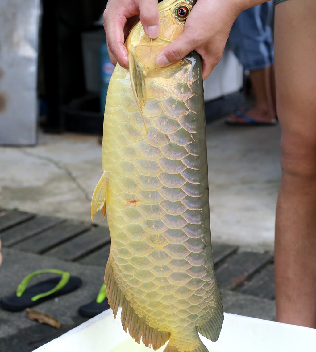 养了一年的金龙鱼怕人怎么办,养了七八年金龙鱼突然死了