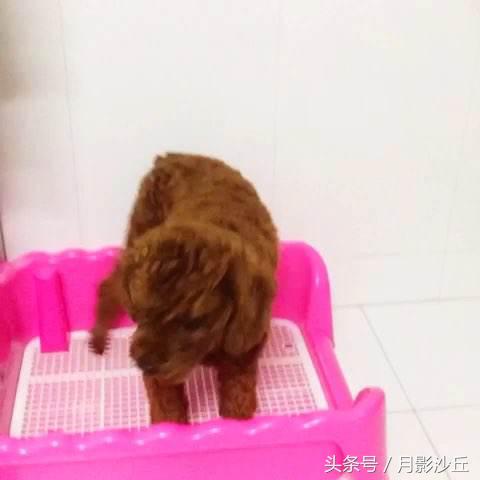如何训练泰迪幼犬定点大小便,训练泰迪犬定点上厕所