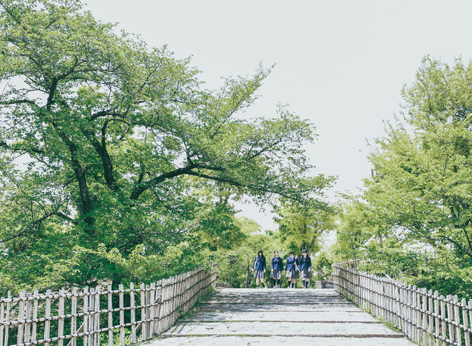 紫藤花开的季节去看锦鲤成了精，据说转发会有好运