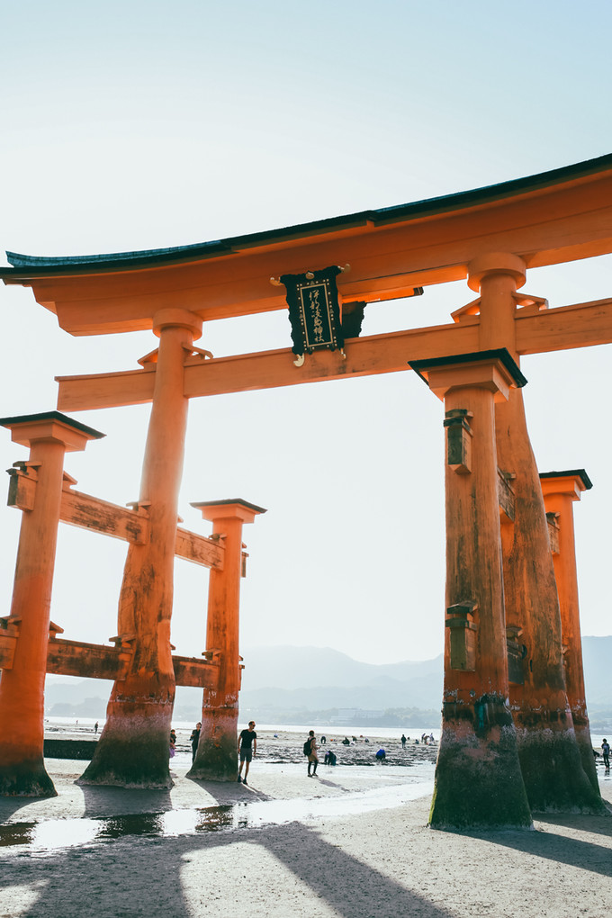 紫藤花开的季节去看锦鲤成了精，据说转发会有好运