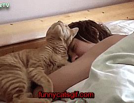 为什么猫被视为辟邪与招财,猫自卫能力