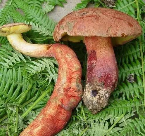 去野外采蘑菇意外发现巨毒蘑菇,采蘑菇发现毒蘑菇