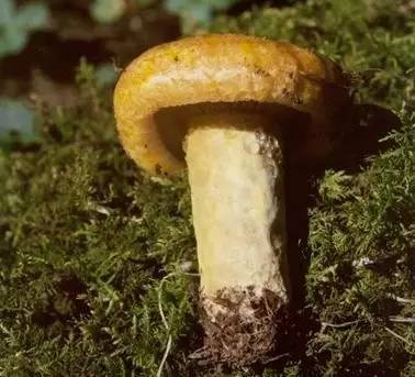 去野外采蘑菇意外发现巨毒蘑菇,采蘑菇发现毒蘑菇