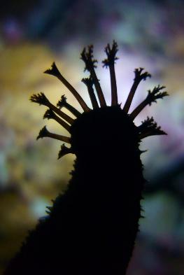 不起眼的东西能有效抑制癌细胞,可以杀死癌细胞的好东西