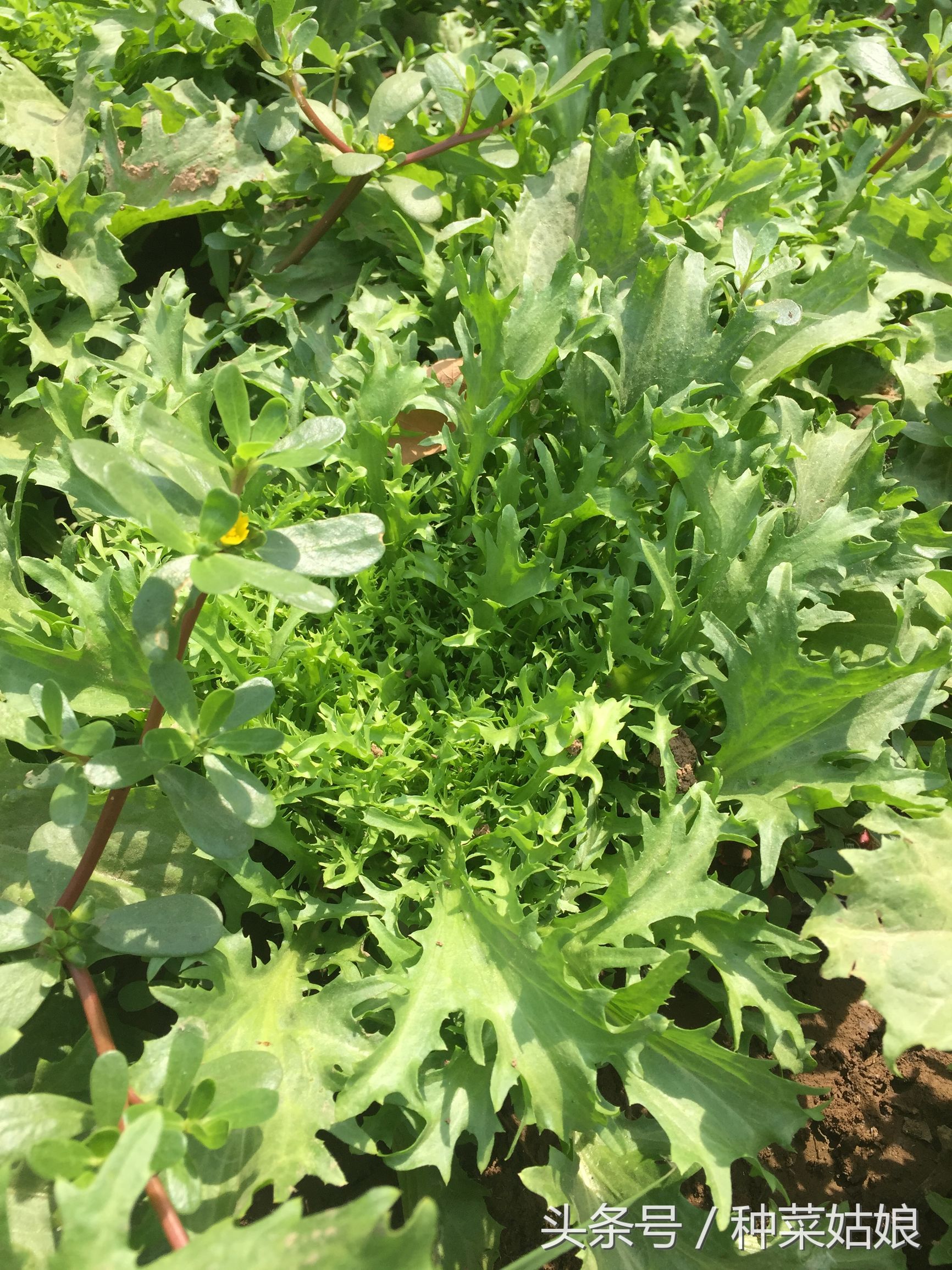 种菜有虫子怎么消灭,种菜有蚜虫怎么办