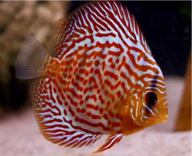 观赏鱼眼发黑是什么原因造成的,观赏鱼眼凸病如何治疗