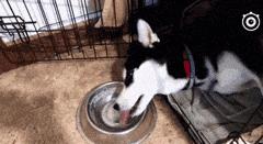 主人回家萨摩耶跑过来,萨摩耶与哈士奇争宠