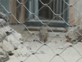 主人回家萨摩耶跑过来,萨摩耶与哈士奇争宠