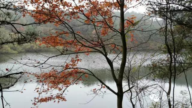 秀美唐湾，天香杨树