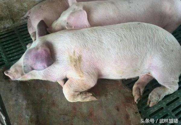 养猪病害,养猪怎样避免猪有传染病