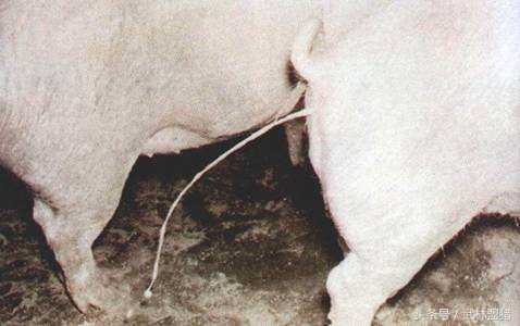养猪病害,养猪怎样避免猪有传染病