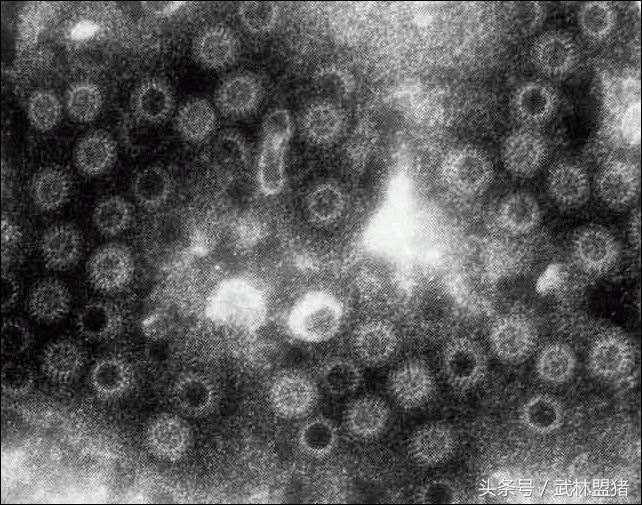 养猪病害,养猪怎样避免猪有传染病