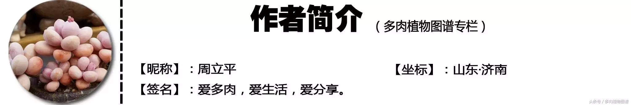 如何判断山地玫瑰是缺水还是休眠,山地玫瑰休眠之后浇水了怎么办