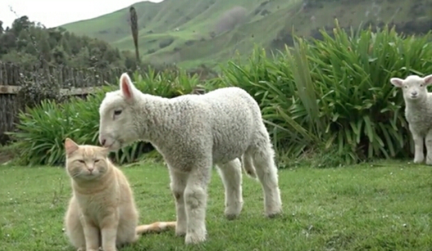 猫咪流浪时亲人收养后性情大变,猫咪认识很久了还打架