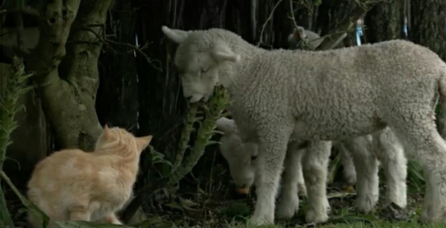 猫咪流浪时亲人收养后性情大变,猫咪认识很久了还打架