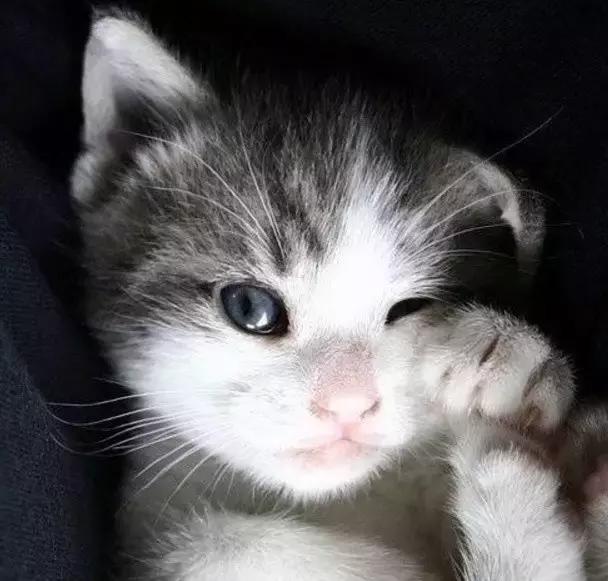 主人回家萨摩耶跑过来,萨摩耶与哈士奇争宠