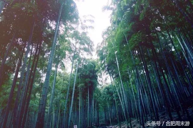 合肥周边端午旅游一日游,春节合肥周边游自驾游景点推荐