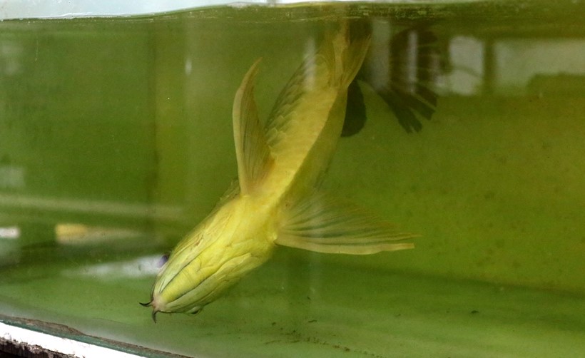 养了一年的金龙鱼怕人怎么办,养了七八年金龙鱼突然死了