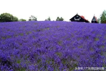 广东普罗旺斯花海,普罗旺斯的薰衣草紫色花海
